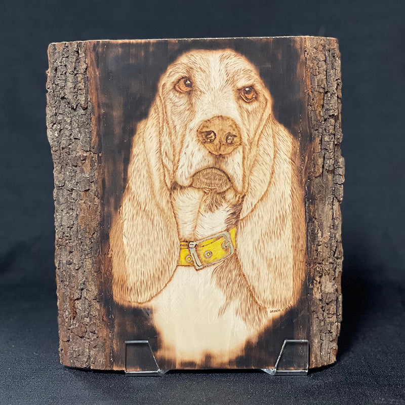 Basset Hound